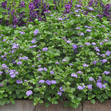 Ageratum 'Monarch Magic' - S1