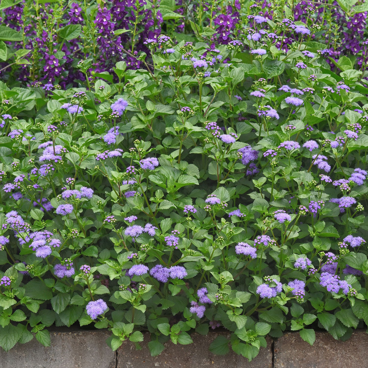Ageratum 'Monarch Magic' - S1
