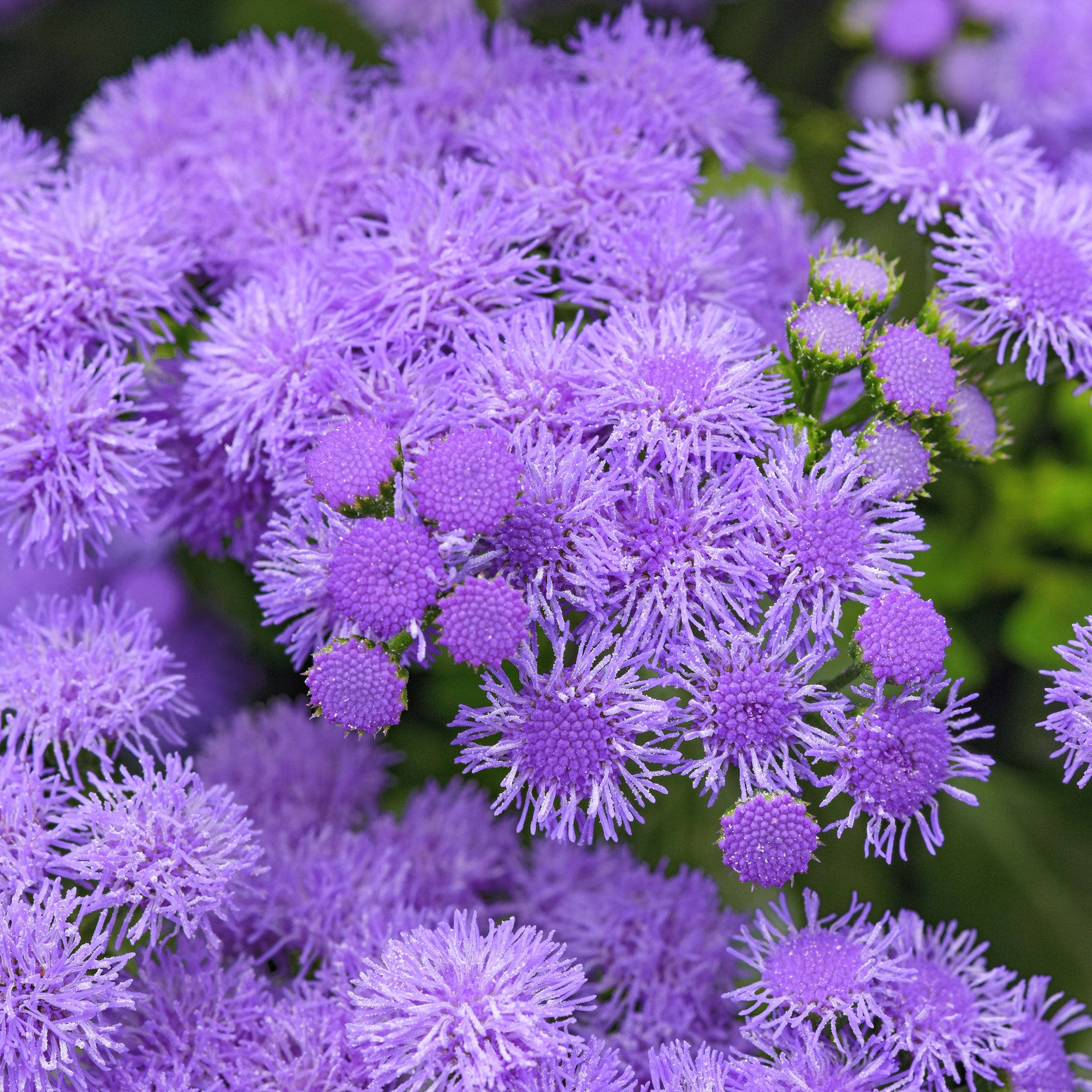 Ageratum 'Monarch Magic' - S1