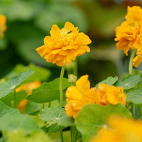Nasturtium 'Darjeeling Gold'