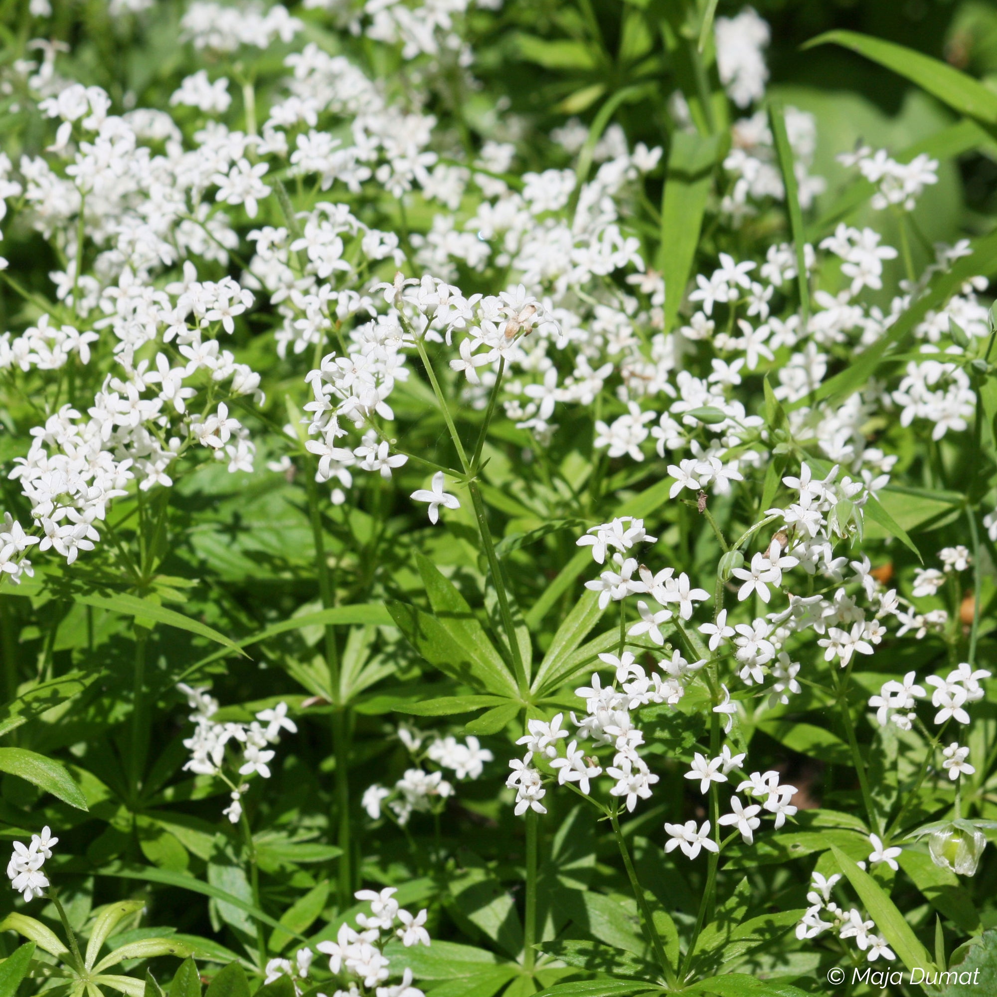 Sweet Woodruff - S1