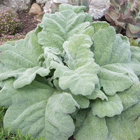 Salvia - Silver Sage 'Artemis'