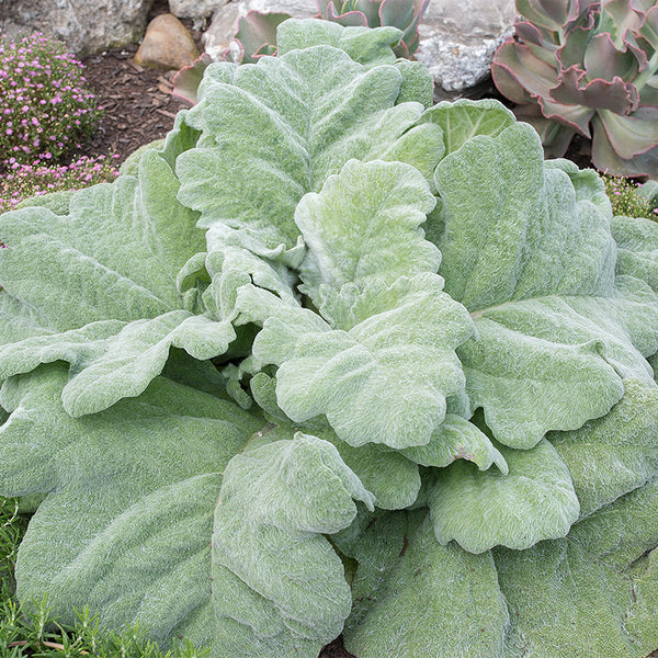 
    



Salvia - Silver Sage 'Artemis'
