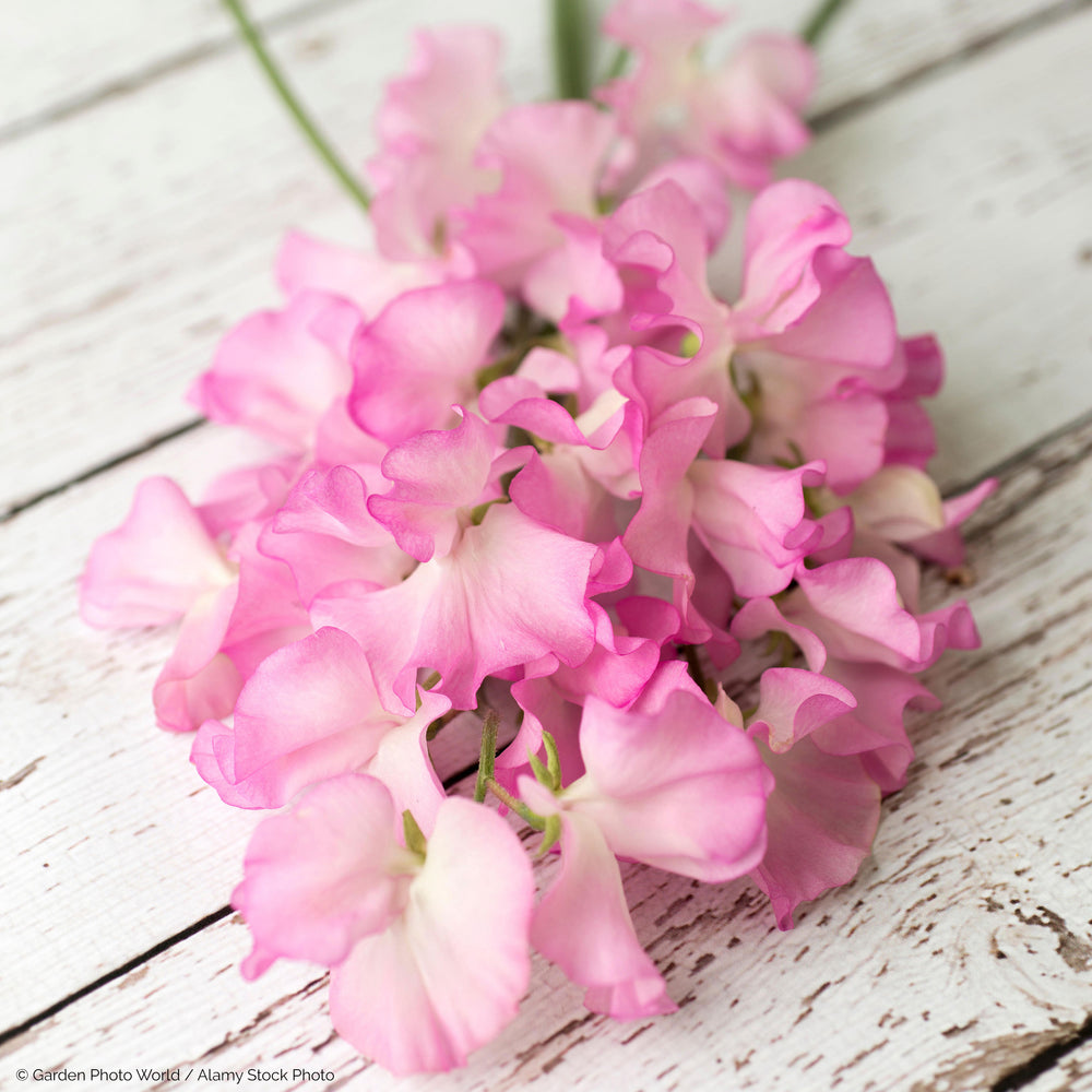 Sweet Pea 'Gwendoline'