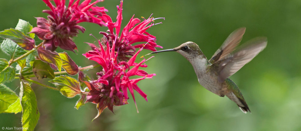 Get 10% Off Hummingbird Favorites