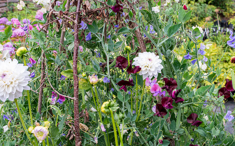 English Cottage Garden Inspiration