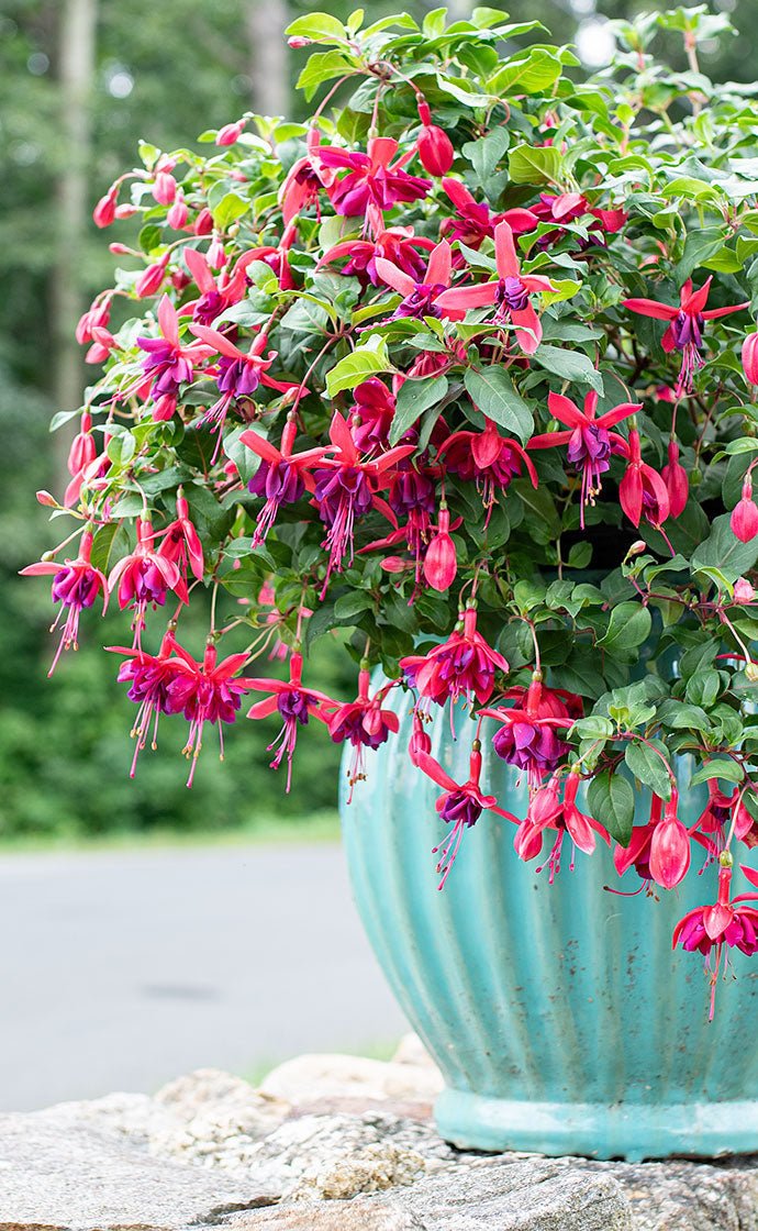 Showstopping Plants for Containers