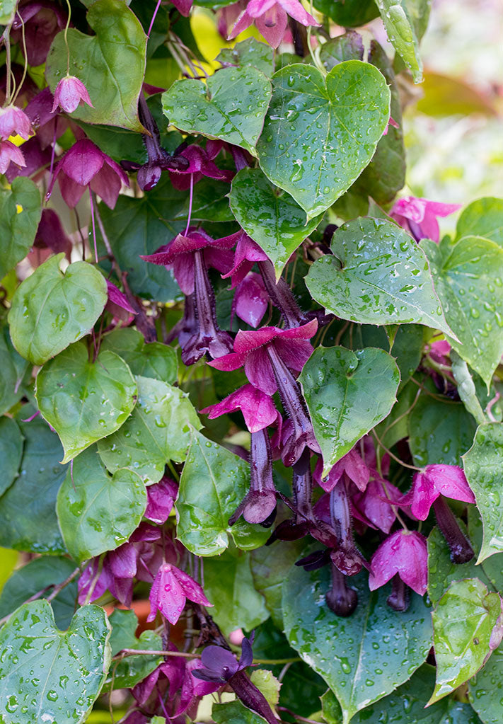 Heirloom Flowers