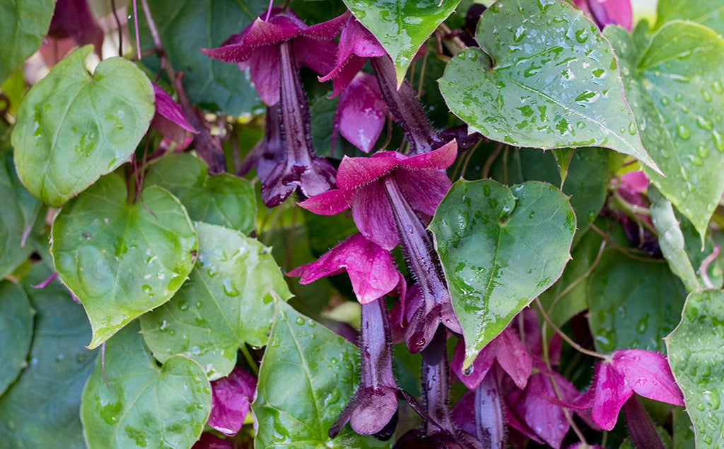 Heirloom Flowers