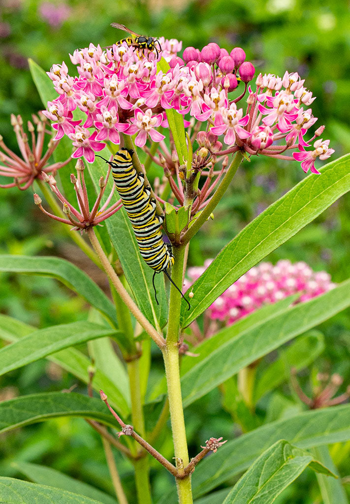 Planting for Pollinators