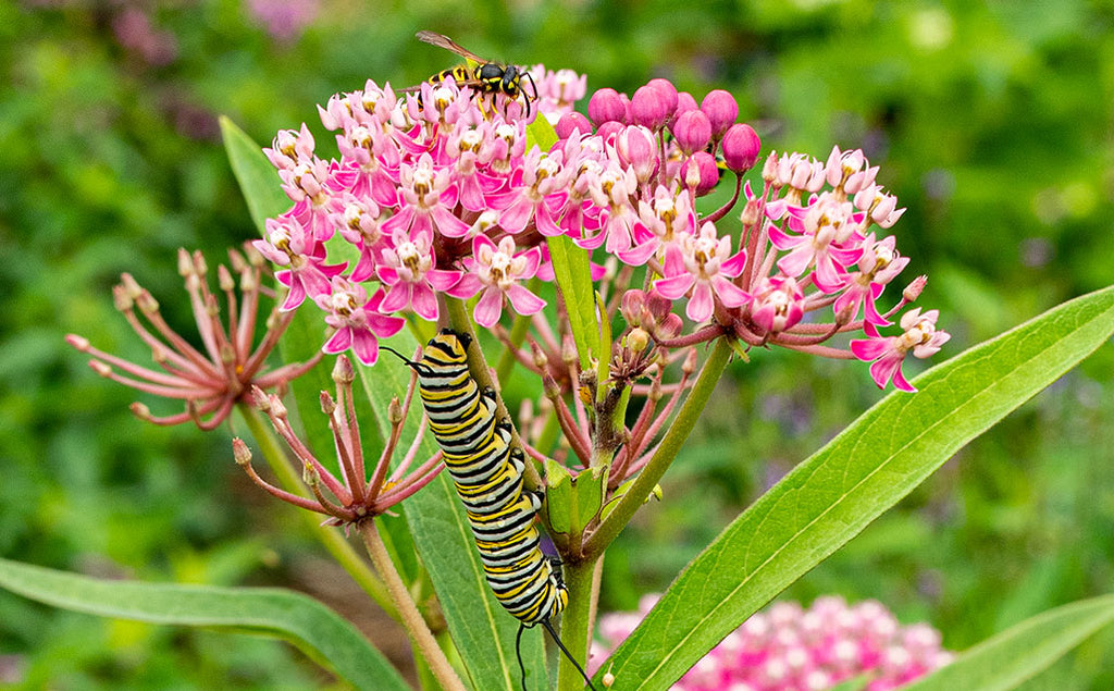 Planting for Pollinators