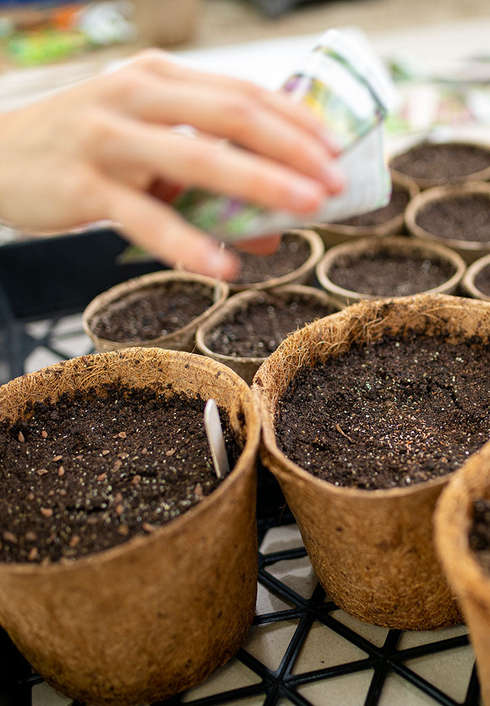 Winter Sowing Native Flowers