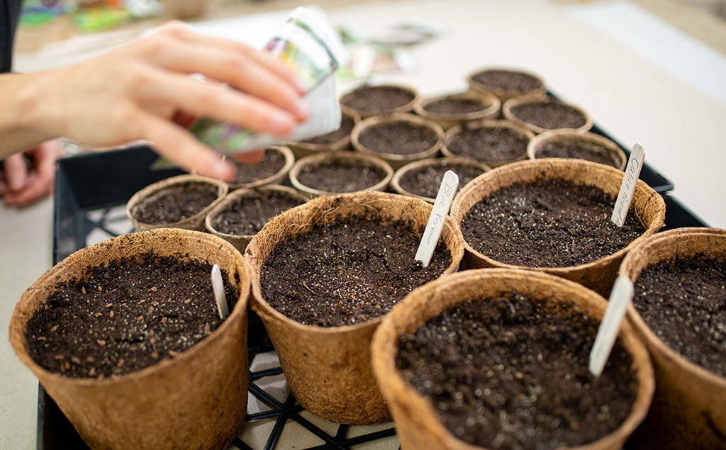 Winter Sowing Native Flowers