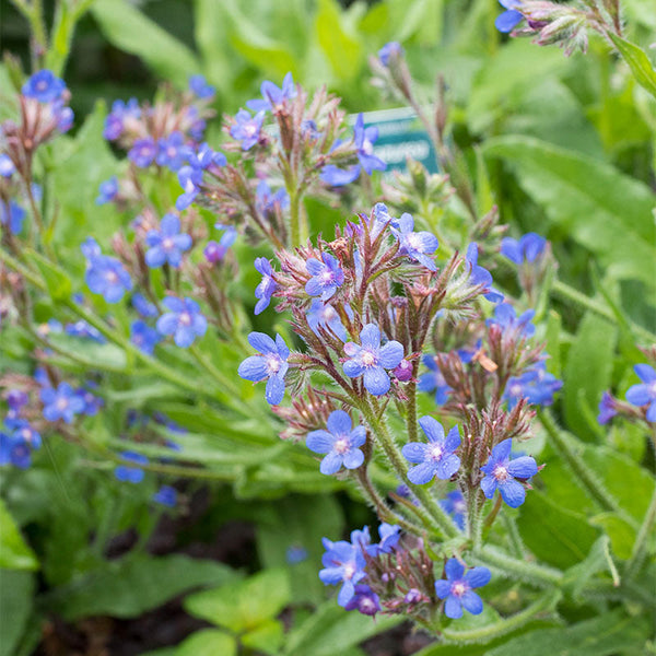 
    



Italian Alkanet 'Dropmore'
