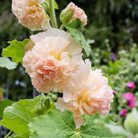 
    



Hollyhock 'Peaches 'n Dreams'
