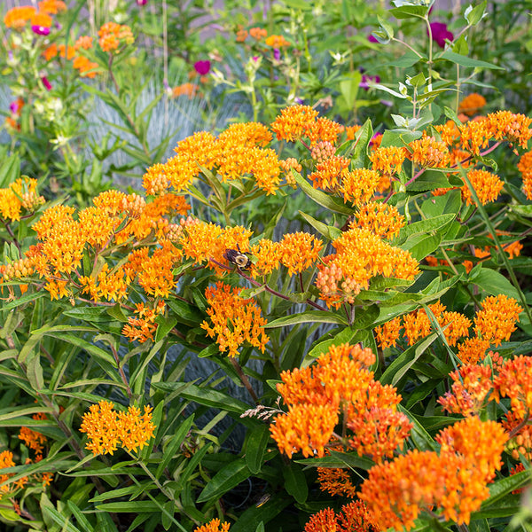 
    



Butterfly Weed
