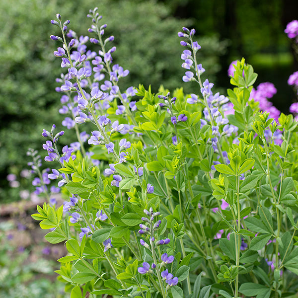 
    



Baptisia - Blue False Indigo
