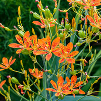 
    



Blackberry Lily
