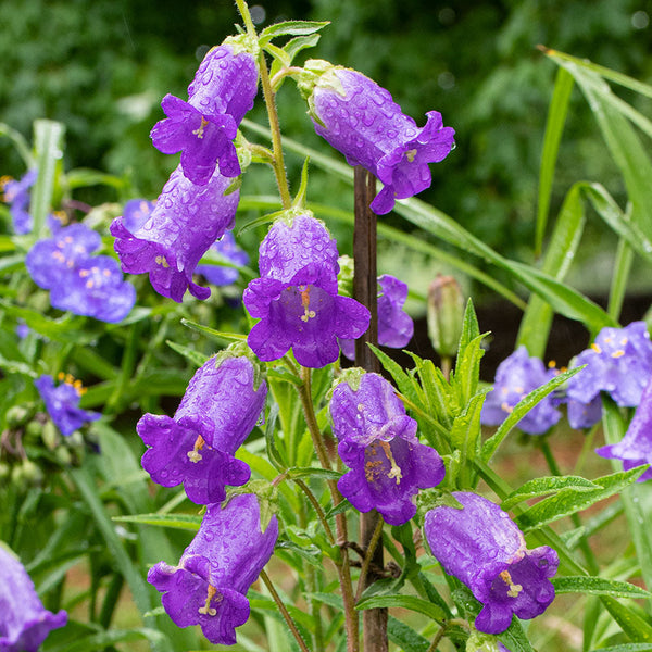 Canterbury Bells 'Blue'