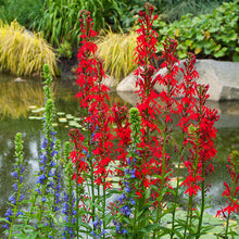 Lobelia - Cardinal Flower