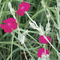 Rose Campion