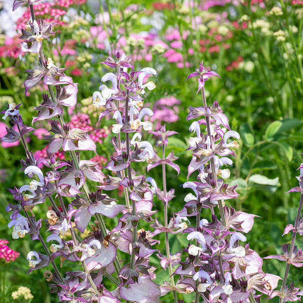 
    



Salvia - Clary Sage
