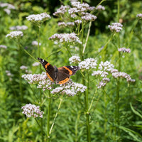 Garden Heliotrope Organic
