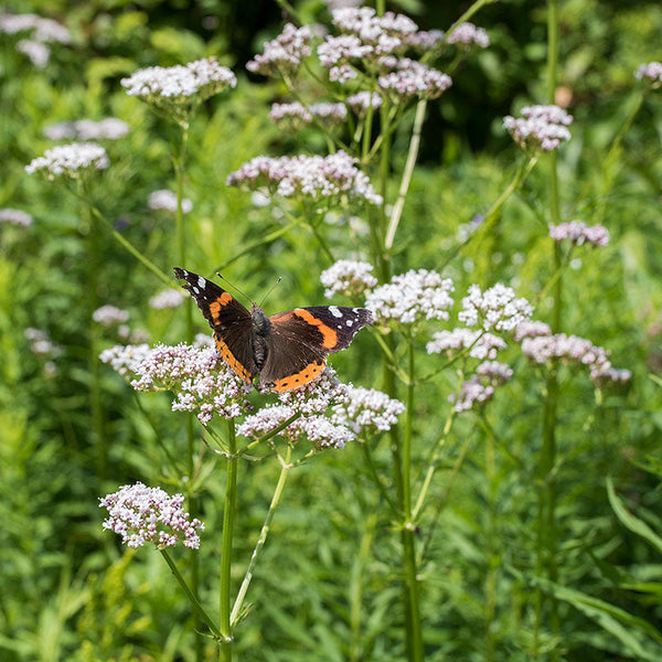 Garden Heliotrope Organic