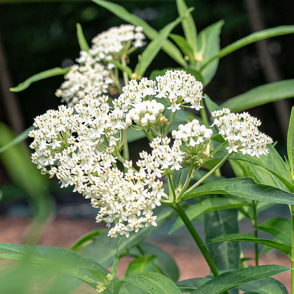 
    



Milkweed - Swamp 'Milkmaid'
