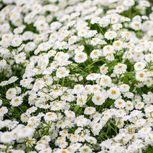 Feverfew 'Tetra White Wonder'