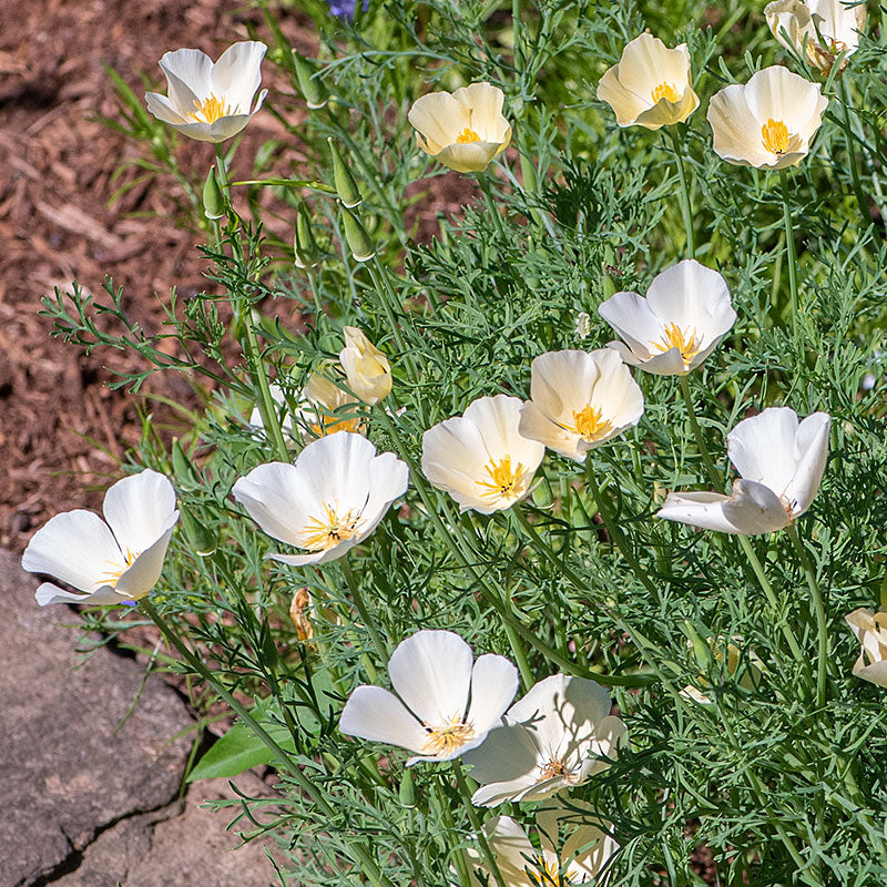 California Poppy 'Alba'