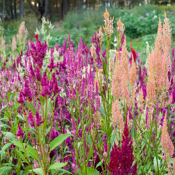 
    



Celosia 'Thompson's Superb Feathered Mix' Organic
