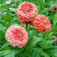 
    



Zinnia 'Benary's Giant Salmon Rose'
