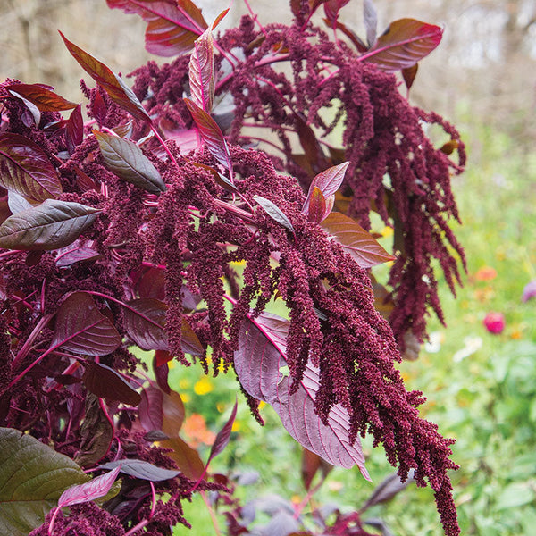 
    



Amaranth 'Hopi Red Dye' Organic
