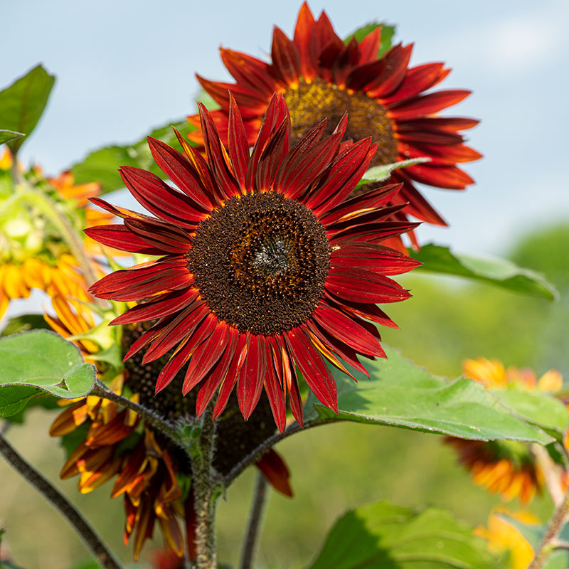 
  



Sunflower 'Claret' F1
