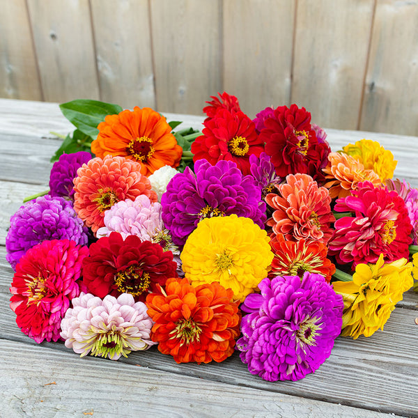 
    



Zinnia 'Benary's Giant Mix'
