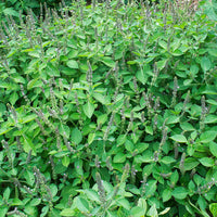 
    



Basil - Sacred Organic
