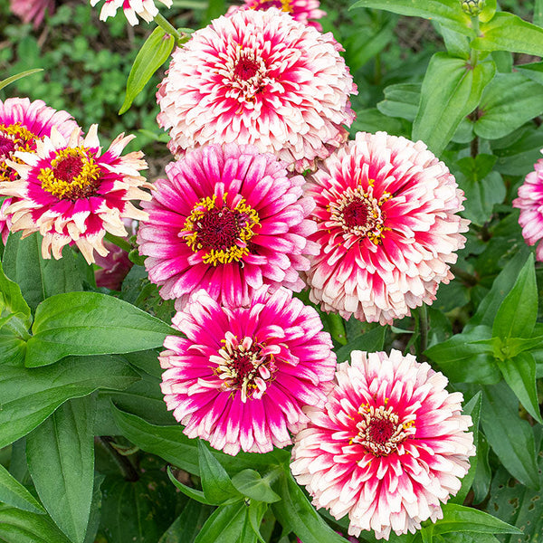 
    



Zinnia 'Mazurkia'
