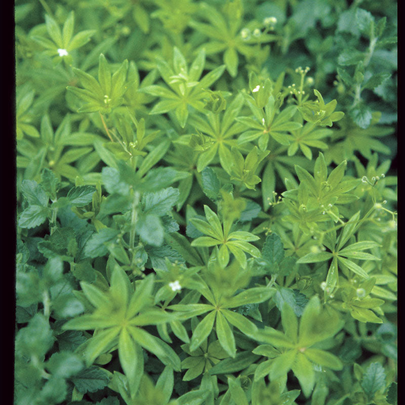 Sweet Woodruff