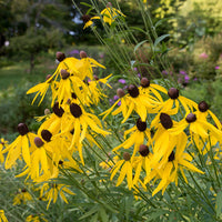 Yellow Coneflower