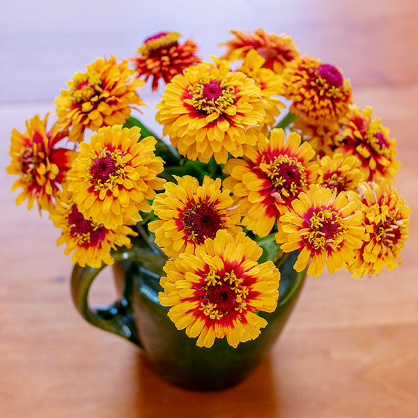 
    



Zinnia 'Macarenia'
