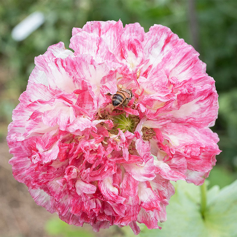 Poppy - Peony 'Flemish Antique'