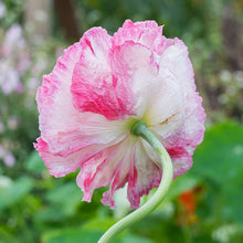 Poppy - Peony 'Flemish Antique'