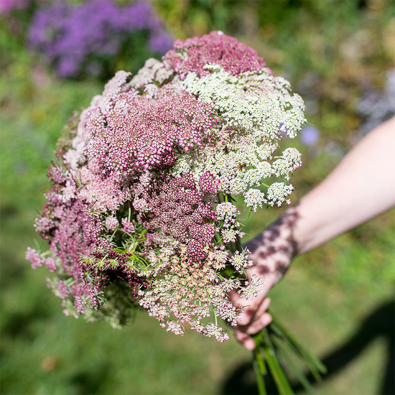 Queen Anne's Lace 'Dara'