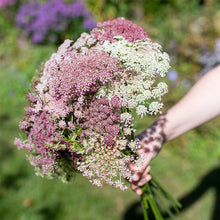 Queen Anne's Lace 'Dara'