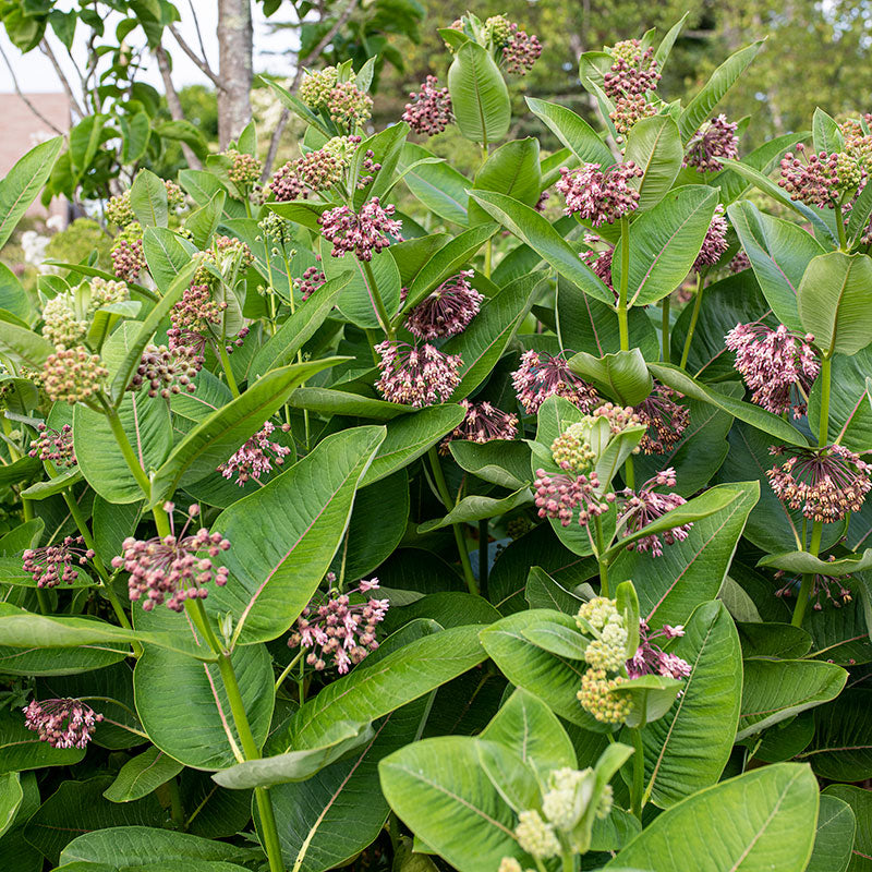 Milkweed - Common