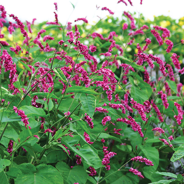 
    



Kiss-me-over-the-garden-gate 'Cerise Pearls'
