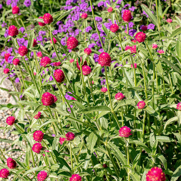 
    



Globe Amaranth 'QIS® Carmine'
