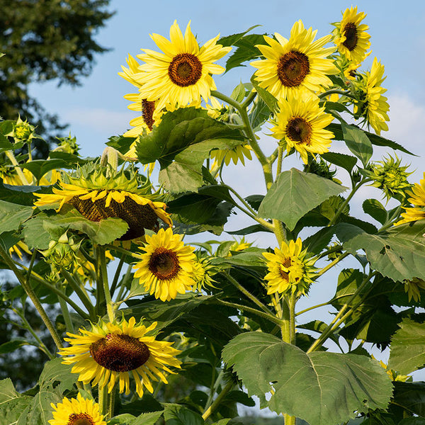 
    



Sunflower 'Lemon Queen'
