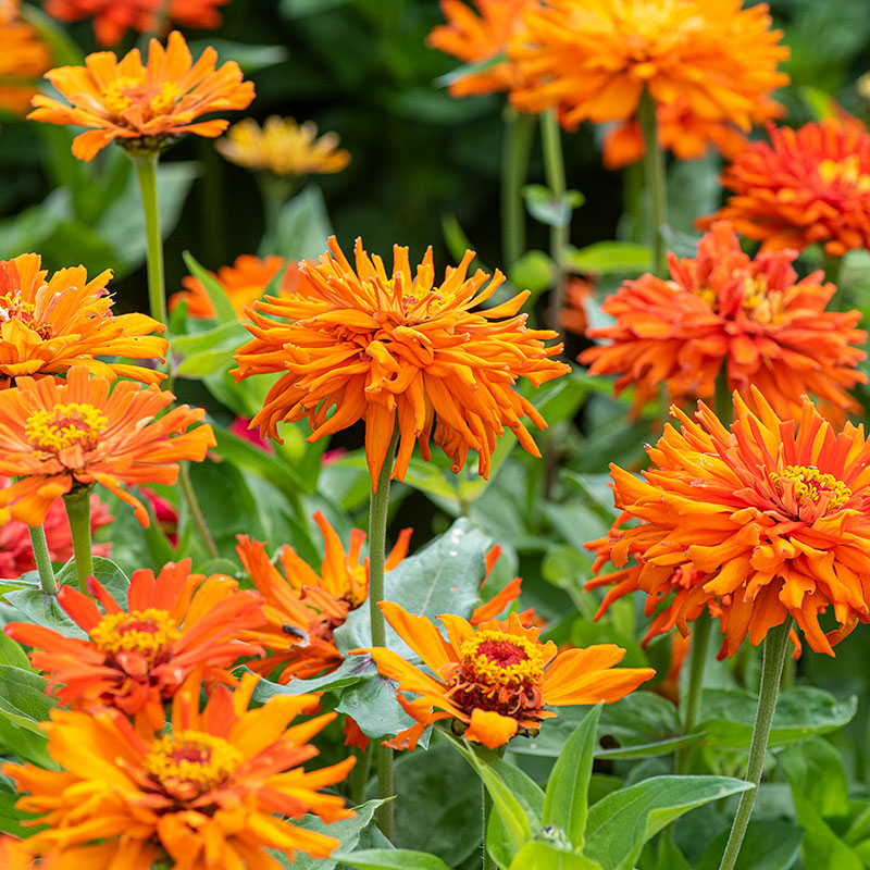 Zinnia 'Inca'